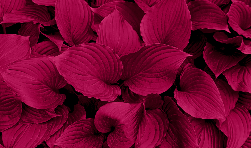 Viva Magenta