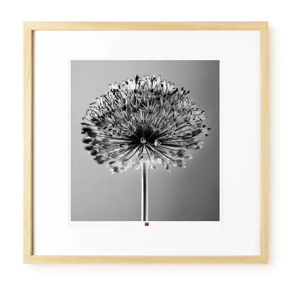 Kunstfotografie 'Flower of Glory' 50x50cm | Modern & zeitgenössisch stile