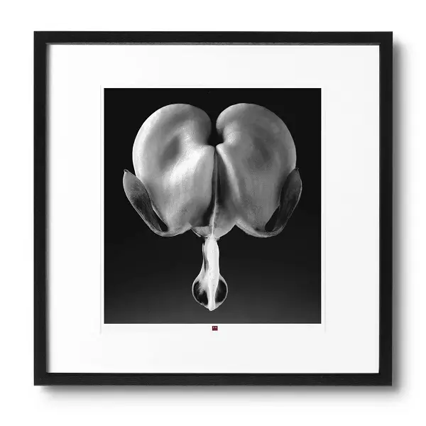 Kunstfotografie 'Flower of Truth' 50x50cm | Minimalistisch Stile